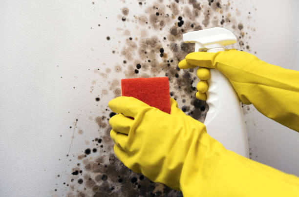 Best DIY Mold Remediation Support Services in Cairo, GA