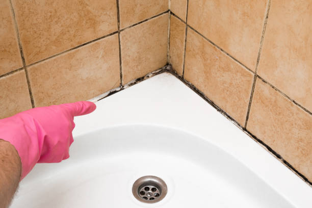 Best Attic Mold Remediation in Cairo, GA